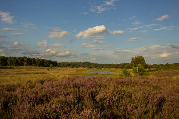 Bloeiende heide Kampina Oisterwijk Rob Rokven